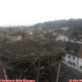 09_30-nest.jpg