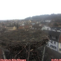 09_40-nest.jpg