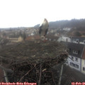 09_45-nest.jpg