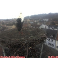 10_00-nest.jpg