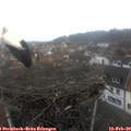 10_25-nest.jpg
