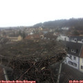 10_40-nest.jpg