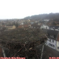 11_05-nest.jpg