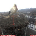 12_00-nest.jpg