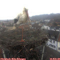 12_05-nest.jpg