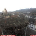 12_10-nest.jpg