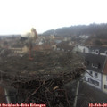 13_20-nest.jpg