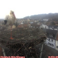 13_45-nest.jpg