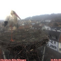 13_55-nest.jpg