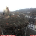 14_00-nest.jpg