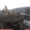 14_05-nest.jpg