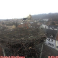 14_10-nest.jpg
