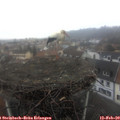 14_15-nest.jpg