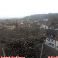 14_50-nest.jpg