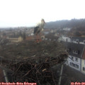 17_15-nest.jpg