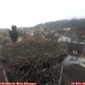 07_50-nest.jpg