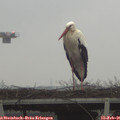 07_55-mast.jpg