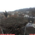 07_55-nest.jpg
