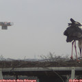 08_10-mast.jpg
