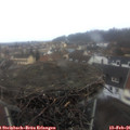 08_20-nest.jpg