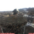 08_25-nest.jpg