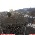 08_30-nest.jpg