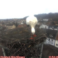 08_40-nest.jpg