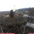 08_45-nest.jpg