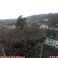 08_50-nest.jpg
