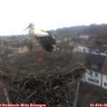08_55-nest.jpg