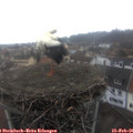 09_00-nest.jpg