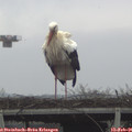 09_05-mast.jpg