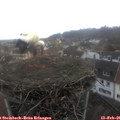 09_05-nest.jpg