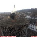 09_10-nest.jpg