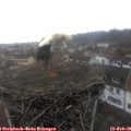 09_15-nest.jpg