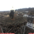 09_20-nest.jpg