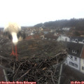 09_25-nest.jpg