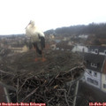 09_30-nest.jpg