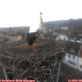 10_35-nest.jpg