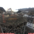 10_40-nest.jpg