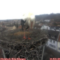 10_45-nest.jpg