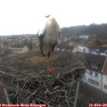 10_50-nest.jpg