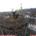 10_55-nest.jpg