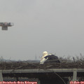 11_00-mast.jpg
