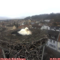11_05-nest.jpg