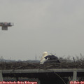 11_15-mast.jpg