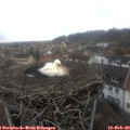 11_15-nest.jpg