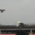 11_30-mast.jpg