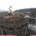 11_35-nest.jpg