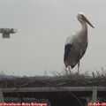 11_40-mast.jpg